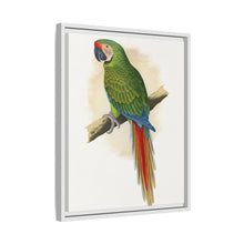 Soldatenara (Ara militaris) farbige Holzstichplatte von Alexander Francis Lydon