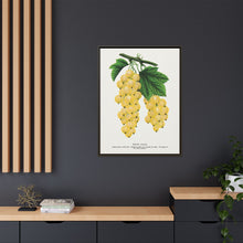 White Grape Lithograph | Vintage Botanical Wall Art Print