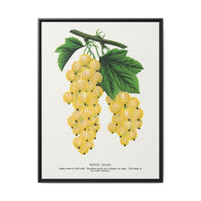 White grape lithograph. Digitally enhanced from our own original 1900 edition plates of Botanical Specimen published by Rochester Lithographing - NOMADEN ART GALLERY