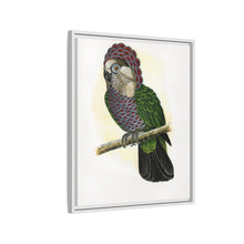 Hawk-Headed Parrot (Deroptyus accipitrinus) colored wood-engraved plate by Alexander Francis Lydon.