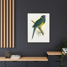 Bauer's Parrakeet (Barnardius zonarius) colored wood-engraved plate by Alexander Francis Lydon.