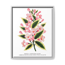 Pink flowers, Weigela lithograph (1900) - NOMADEN ART GALLERY
