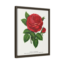 Red rose, General Jacquemont flower lithograph. Digitally enhanced from our own original 1900 edition plates of Botanical Specimen published by Rochester Lithographing