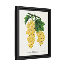 White grape lithograph. Digitally enhanced from our own original 1900 edition plates of Botanical Specimen published by Rochester Lithographing - NOMADEN ART GALLERY