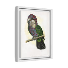 Hawk-Headed Parrot (Deroptyus accipitrinus) colored wood-engraved plate by Alexander Francis Lydon.