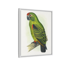 Placa grabada en madera de color loro de Jardine (Poicephalus gulielmi gulielmi) de Alexander Francis Lydon. 