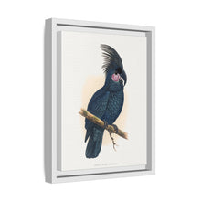 Great Black Cockatoo (Probosciger aterrimus) colored wood-engraved plate by Alexander Francis Lydon