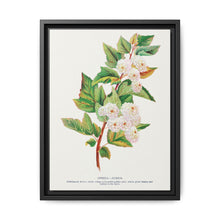 Spirea Aurea flowers lithograph. Digitally enhanced from our own original 1900 edition plates of Botanical Specimen published by Rochester Lithographing - NOMADEN ART GALLERY
