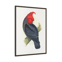 Gang-Gang Cockatoo (Callocephalon fimbriatum) colored wood-engraved plate by Alexander Francis Lydon
