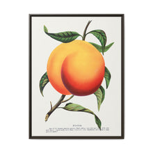 Foster peach lithograph. Digitally enhanced from our own original 1900 edition plates of Botanical Specimen published by Rochester Lithographing - NOMADEN ART GALLERY