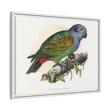 Red-Vented Parrot (Amazona martinicana) colored wood-engraved plate by Alexander Francis Lydon