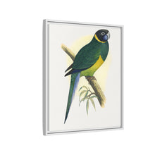 Bauer's Parrakeet (Barnardius zonarius) colored wood-engraved plate by Alexander Francis Lydon.