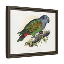 Red-Vented Parrot (Amazona martinicana) colored wood-engraved plate by Alexander Francis Lydon