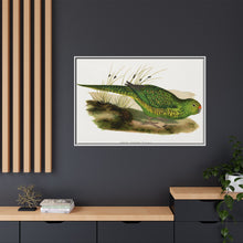 Green Ground Parrot (Pezoporus wallicus) colored wood-engraved plate by Alexander Francis Lydon