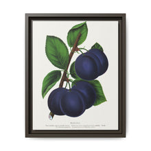 Niagara plum lithograph. Digitally enhanced from our own original 1900 edition plates of Botanical Specimen published by Rochester Lithographing - NOMADEN ART GALLERY