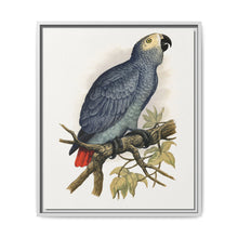 Grey Parrot (Psittacus erithacus) colored wood-engraved plate by Alexander Francis Lydon. - NOMADEN ART GALLERY