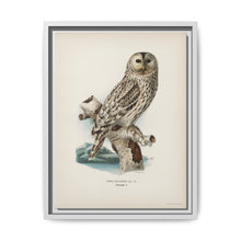 Strix uralensis ♀ illustrated by the von Wright brothers from our own 1929 folio version of Svenska Fåglar Efter Naturen Och Pa Sten Ritade - NOMADEN ART GALLERY