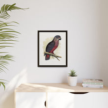 Dusky or Violet Parrot (Pionus fuscus) colored wood-engraved plate by Alexander Francis Lydon.