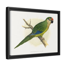 Golden-Crowned Conure (Aratinga auricapillus) colored wood-engraved plate by Alexander Francis Lydon