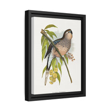Bourke's Parrakeet (Neopsephotus bourkii) colored wood-engraved plate by Alexander Francis Lydon. - NOMADEN ART GALLERY