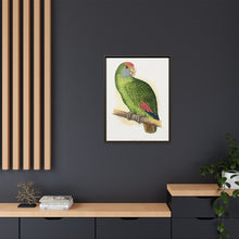 Dufresne's Amazon (Amazona dufresniana) colored wood-engraved plate by Alexander Francis Lydon