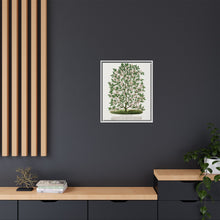 Hardy Magnolia tree lithograph. Digitally enhanced from our own original 1900 edition plates of Botanical Specimen published by Rochester Lithographing