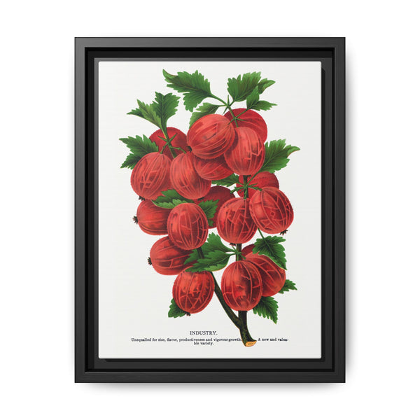 Industry Gooseberry lithograph. Digitally enhanced from our own original 1900 edition plates of Botanical Specimen published by Rochester Lithographing - NOMADEN ART GALLERY