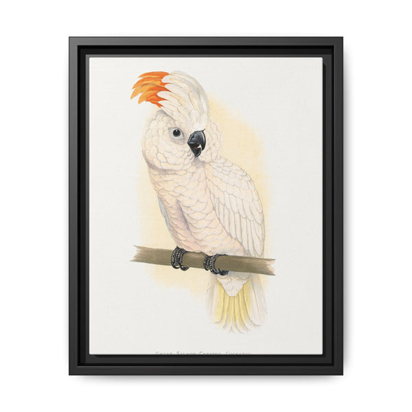 Great Salmon-Crested Cockatoo (CACATUA MOLUCCENSIS) colored wood-engraved plate by Alexander Francis Lydon. - NOMADEN ART GALLERY