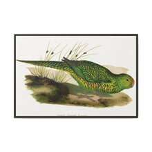 Green Ground Parrot (Pezoporus wallicus) colored wood-engraved plate by Alexander Francis Lydon - NOMADEN ART GALLERY