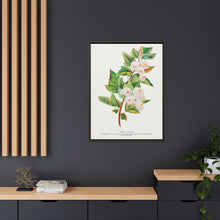 Spirea Aurea flowers lithograph. Digitally enhanced from our own original 1900 edition plates of Botanical Specimen published by Rochester Lithographing