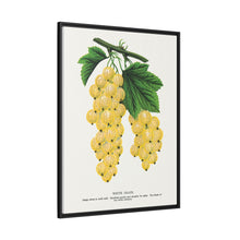 White Grape Lithograph | Vintage Botanical Wall Art Print