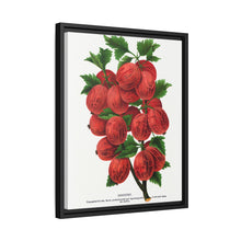 Industry Gooseberry lithograph. Digitally enhanced from our own original 1900 edition plates of Botanical Specimen published by Rochester Lithographing