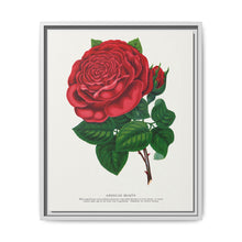 Red rose, American Beauty lithograph. Digitally enhanced from our own original 1900 edition plates of Botanical Specimen published by Rochester Lithographing - NOMADEN ART GALLERY
