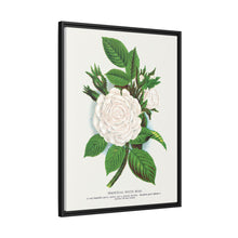 Rose, Perpetual White Moss lithograph. Digitally enhanced from our own original 1900 edition plates of Botanical Specimen published by Rochester Lithographing
