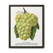 Green Mountain grape lithograph. Digitally enhanced from our own original 1900 edition plates of Botanical Specimen published by Rochester Lithographing - NOMADEN ART GALLERY