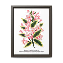 Pink flowers, Weigela lithograph (1900) - NOMADEN ART GALLERY