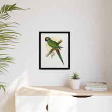 llliger's Macaw (Primolius maracana) colored wood-engraved plate by Alexander Francis Lydon