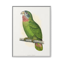Jamaica Parrot (Amazona collaria) colored wood-engraved plate by Alexander Francis Lydon - NOMADEN ART GALLERY