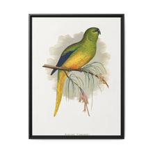 Elegant Parrakeet (Neophema elegans) colored wood-engraved plate by Alexander Francis Lydon - NOMADEN ART GALLERY