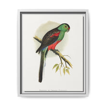Beautiful or Paradise Parrakeet (Psephotus pulcherrimus) colored wood-engraved plate by Alexander Francis Lydon - NOMADEN ART GALLERY