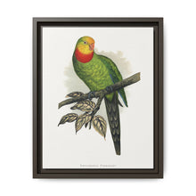 Barraband's Parakeet (Polytelis swainsonii) colored wood-engraved plate by Alexander Francis Lydon - NOMADEN ART GALLERY
