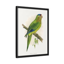 Petz's Conure (Aratinga canicularis) colored wood-engraved plate by Alexander Francis Lydon