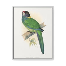 Yellow-Naped Parrakeet (Platycercus Baueri) colored wood-engraved plate by Alexander Francis Lydon. - NOMADEN ART GALLERY