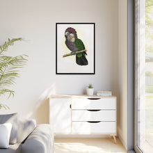Hawk-Headed Parrot (Deroptyus accipitrinus) colored wood-engraved plate by Alexander Francis Lydon.