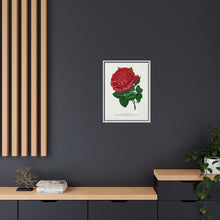 Red rose, American Beauty lithograph. Digitally enhanced from our own original 1900 edition plates of Botanical Specimen published by Rochester Lithographing