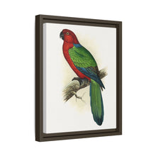 Red Shining Parrakeet (Prosopeia tabuensis) colored wood-engraved plate by Alexander Francis Lydon