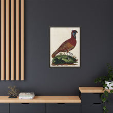 A horned Indian pheasant standing on the grass by J. Pass after J. E. Ihle.