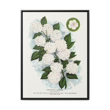 Japanese snowball flower lithograph. Digitally enhanced from our own original 1900 edition plates of Botanical Specimen published by Rochester Lithographing - NOMADEN ART GALLERY