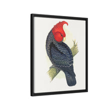 Gang-Gang Cockatoo (Callocephalon fimbriatum) colored wood-engraved plate by Alexander Francis Lydon