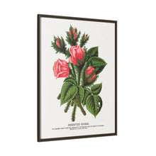 Pink roses, Crested Moss lithograph. Digitally enhanced from our own original 1900 edition plates of Botanical Specimen published by Rochester Lithographing
